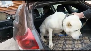 Сажаем собаку в машину. Уговорим даже алабая!