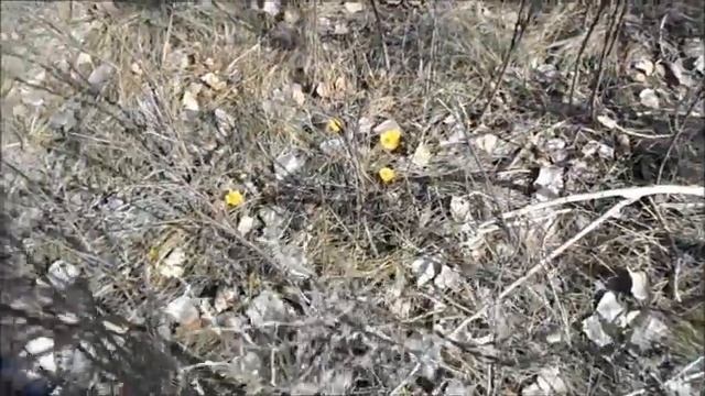 горицвет сияет повсюду смотреть онлайн