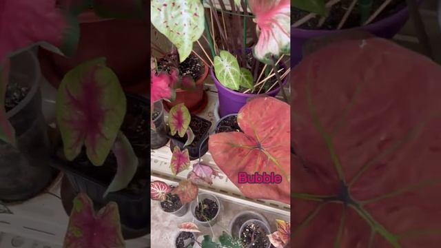 Коллекция каладиумов, самые необычные растения! Caladium collection