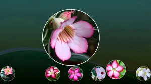 Строгая красота Синглов