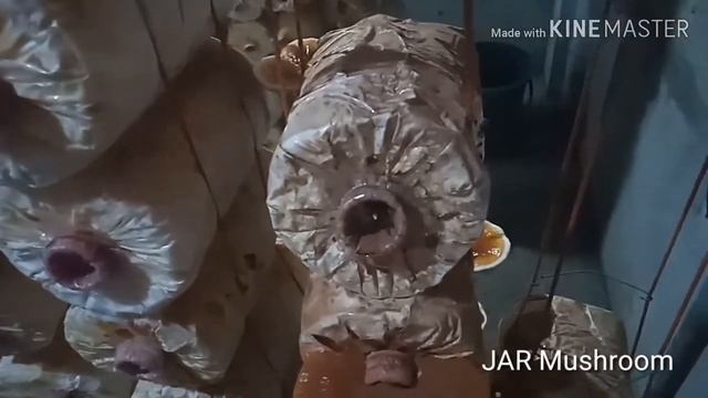 Red Reishi Ganoderma of JAR Mushroom l Libhay A Castuera смотреть онлайн