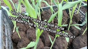 Что будет с кукурузой если посадить ее в Тверской области?