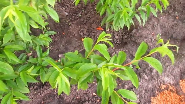 ЧЕМ СЕЙЧАС МОЖНО ОБРАБОТАТЬ ПЛОДОВЫЕ. Начало июня. смотреть онлайн