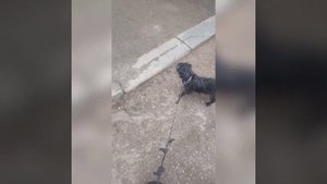 КАК Я ГУЛЯЮ С СОБАКОЙ ПЛЮШЕЙ?Не забудьте подписаться на мой 2 канал|1 ЧАСТЬ @Katerin4k #dog