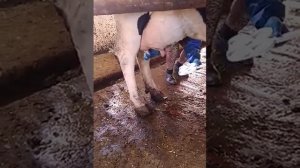 Выявление мастита коров Кено тестом