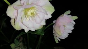 Морозник осенью перед морозами, ночная съёмка. Октябрь 2023.