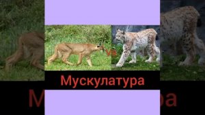 #рысьпротивкаракала! Битва каракала и рыси!