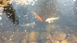 Что делать когда зеленые водоросли в садовом пруду                         green algae in the pond