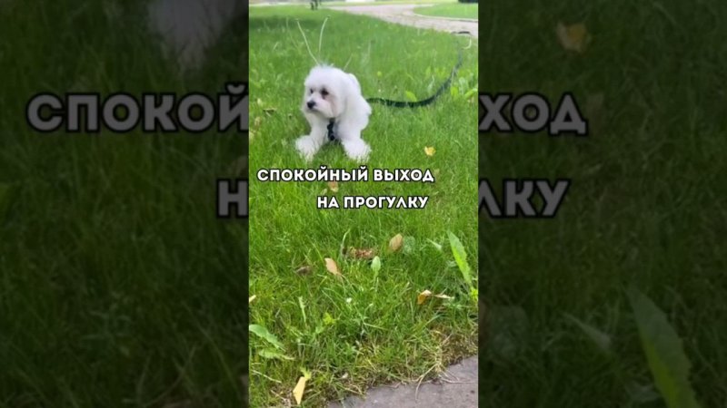 ЭКСПРЕСС КУРС "Спокойный выход на прогулку" #собака
