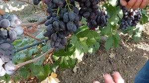 @Виноград Алвика селекции Калугина В М Отзыв винограде 2020