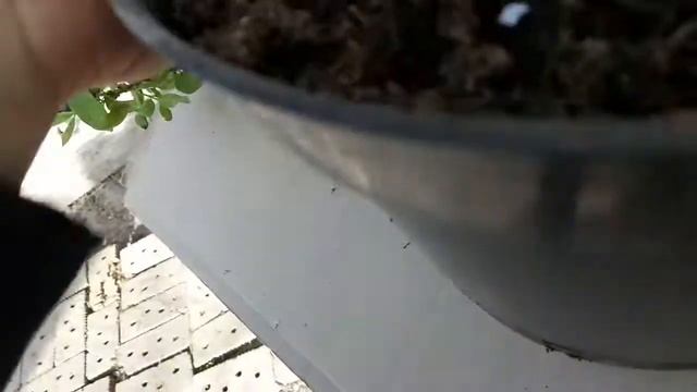 Лучшие сорта Жимолости-полезнейшей ягоды! Жимолость.Лучшие сорта! смотреть онлайн