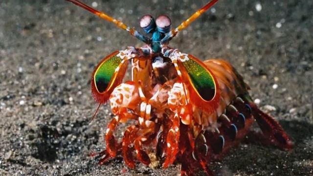 10 ПРЕДСТАВИТЕЛЕЙ ЖИВОТНОГО МИРА, ОБЛАДАЮЩИХ СВЕРХСПОСОБНОСТ смотреть онлайн