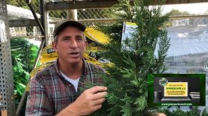 Leyland Cypress | Cupressocyparis leylandii