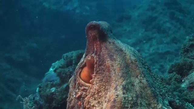 Морские животные. Осьминог
