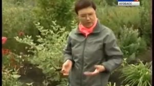 Монарда чай и цветок! Все о растении Дача ТВ