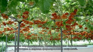 При выращивании томатного дерева в открытом грунте учитываем все агрономические правила