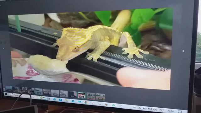 Внучка кормит бананоеда смотреть онлайн