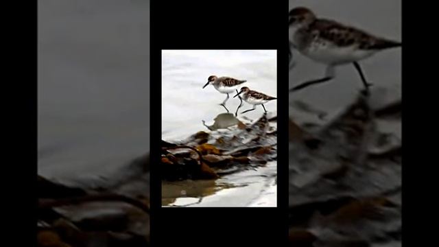 Звуки утреннего леса