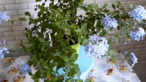 #Свинчатка / Плюмбаго. Маленький секрет- красивого растения.