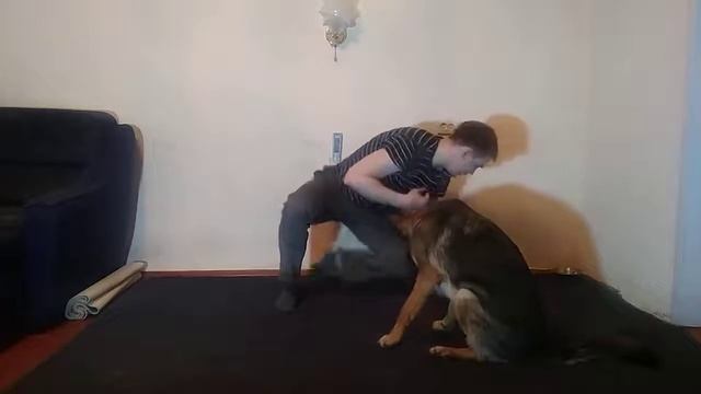 ПОРОДА НЕМЕЦКАЯ ОВЧАРКА|КАК НАУЧИТЬ НЕМЕЦКУЮ ОВЧАРКУ КОМАНДЕ КУВЫРОК|НЕМЕЦКАЯ ОВЧАРКА ДЕЛАЕТ КУВЫРО смотреть онлайн