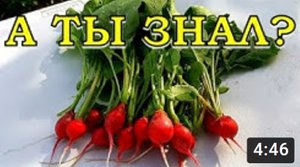 КАК вырастить крупную РЕДИСКУ???