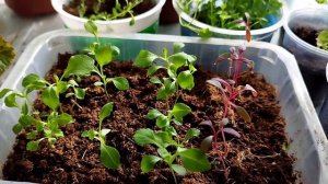 Какие цветы посадить на севере, обзор рассады