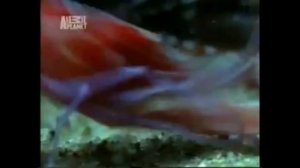 раки щелкуны