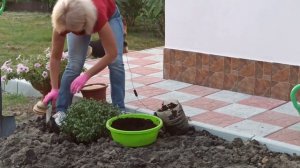 КАК САЖАТЬ ХРИЗАНТЕМЫ ОСЕНЬЮ