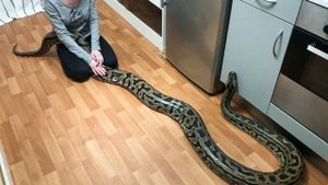Тигровые питоны. Содержание в домашних условиях. А вы готовы к такому ?