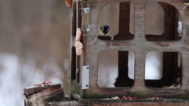 ЧЕМ КОРМИТЬ ПТИЦ ЗИМОЙ? Наблюдение за птицами на кормушке смотреть онлайн