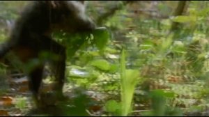 Умные обезьяны (ч.2)