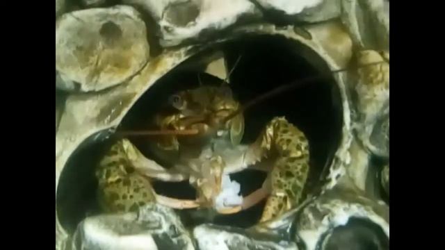 Рак речной. Как ест рак. Смотреть до конца!!! Cancer river. Like eating cancer.