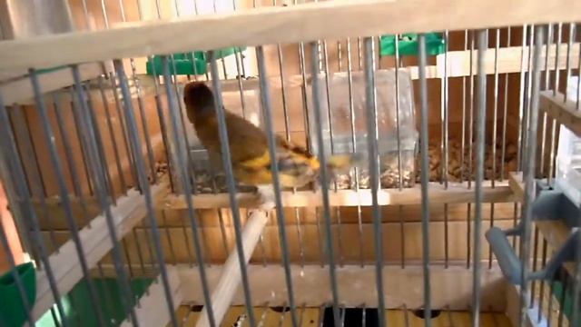 гибриды щегла и канарейки - разведении 2017 смотреть онлайн