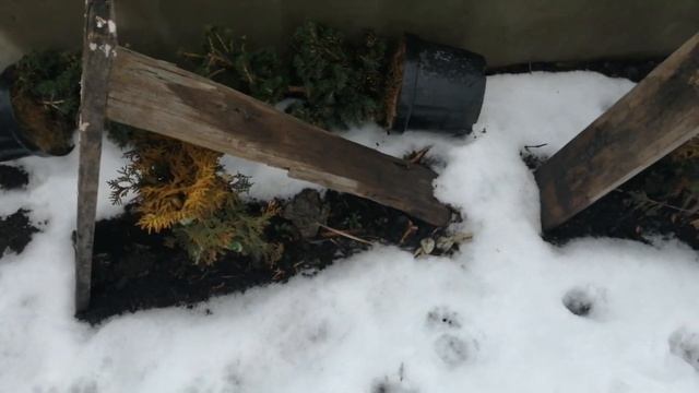 И еще о зимовке ХВОЙНЫХ !!! смотреть онлайн