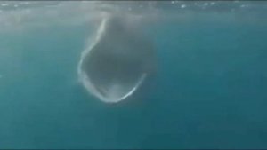 РЫБЫ ПЛАВАЮТ В ОКЕАНЕ