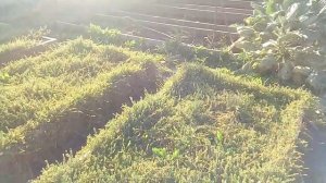 Очумелый урожай клюквы Пилигрим