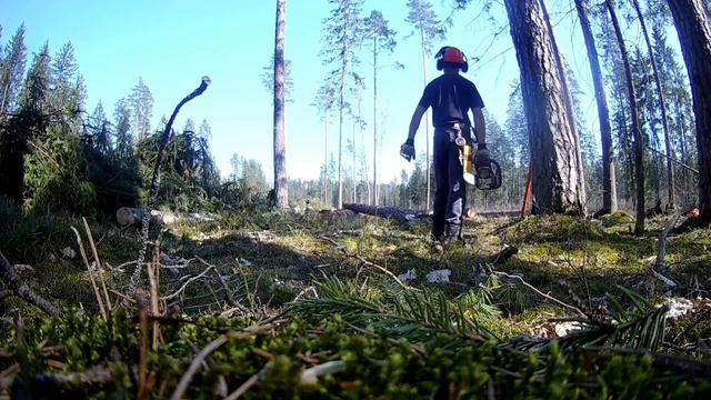 Неудачный день // Одним словом ПОНЕДЕЛЬНИК // Лесобудни // Вальщик леса // Stihl