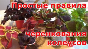 Черенкование колеусов. Размножение колеусов черенкованием. Сохранение зимой до весны до высадки.