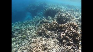 Snorkeling West Bali National Park