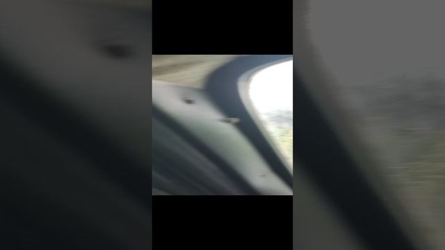 Дорог нет, грибов нет, весь лес сгорел. смотреть онлайн