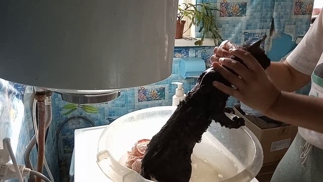 Купание котенка донской сфинкс браш. Bathing a kitten. # 98. смотреть онлайн