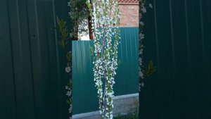 Як цвіте колоновидна слива КОМАНДОР