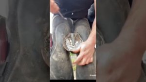 чистка копыта лошади