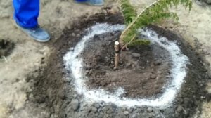 Посадка укропа, кинзы и петрушки.