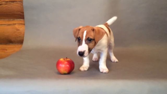 ID 180. Джек рассел терьер смотреть онлайн