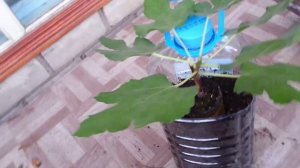 Подготовка инжира,в кадках,к периоду покоя/ Preparing for the winter figs