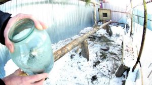 Вольер с разными фазанами. Живой корм для птиц. Кормовые мыши в рационе фазанов