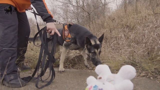 Следовое направление подготовки собак отряда Лиза Алерт смотреть онлайн