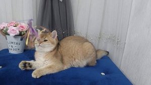 Британская Золотая Шиншилла ny11