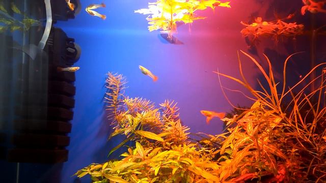 Мальки Гуппи красный фламинго, 7 недель